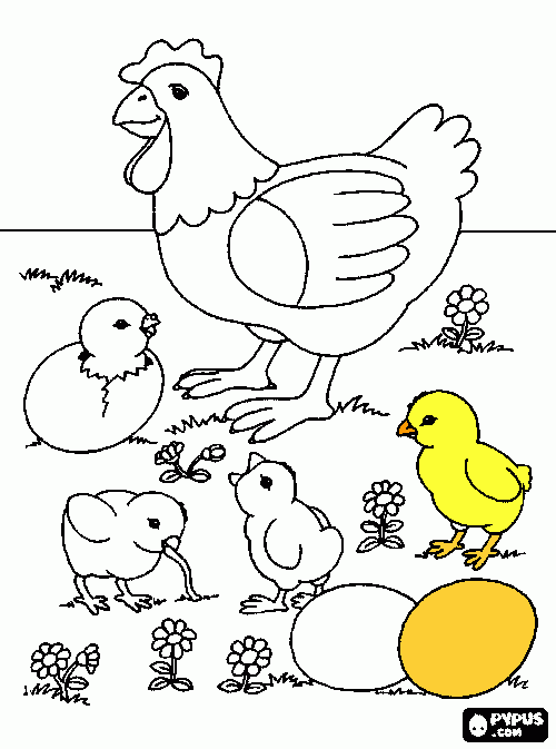 pollet para colorear
