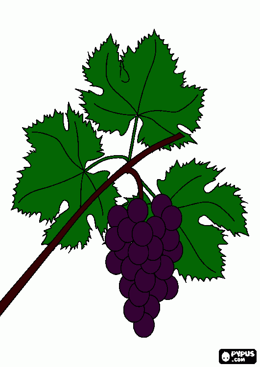 racimo de uvas para colorear
