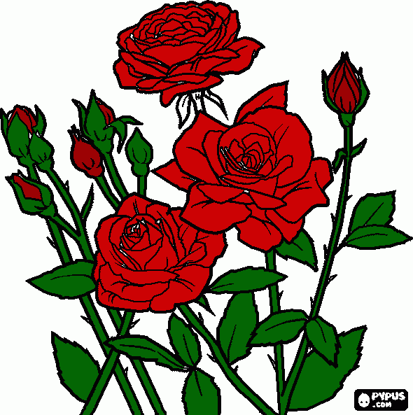rosa mas hermosa para colorear