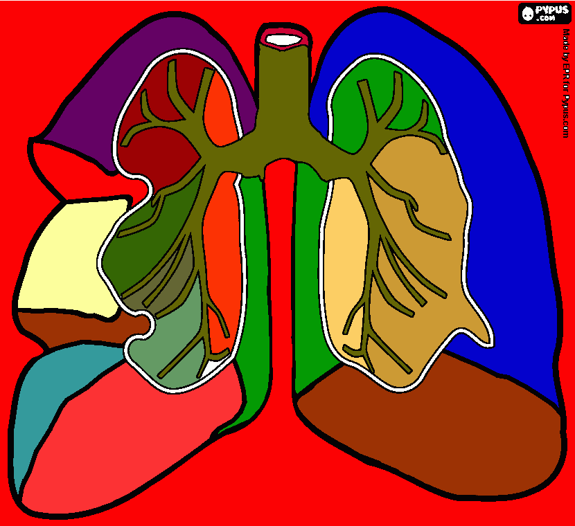 Sistema Respiratorio para colorear
