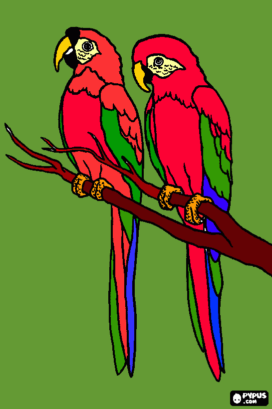 son unos papagayos muy bonitos. para colorear