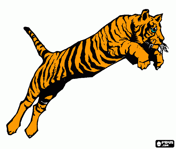 tigre de bengala para colorear