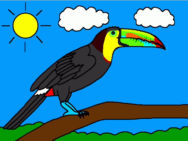 tucán pico canoa para colorear
