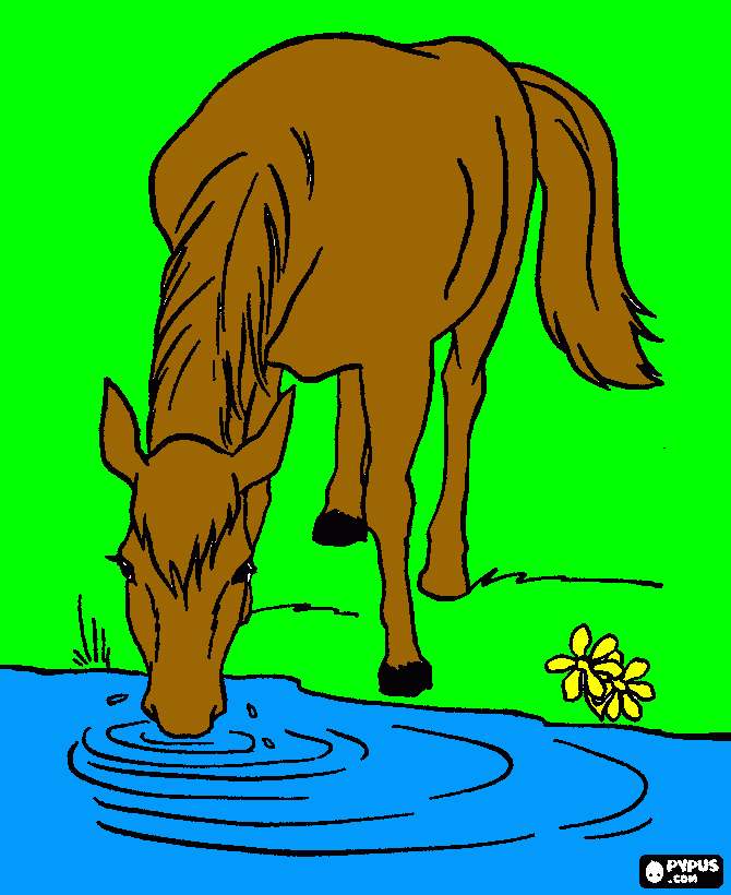 un caballo bebiendo agua para colorear