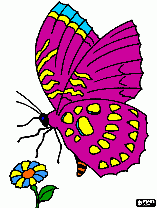 Una bella mariposa :33 para colorear