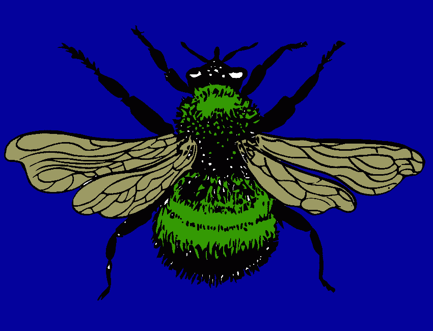 una  mosca para colorear
