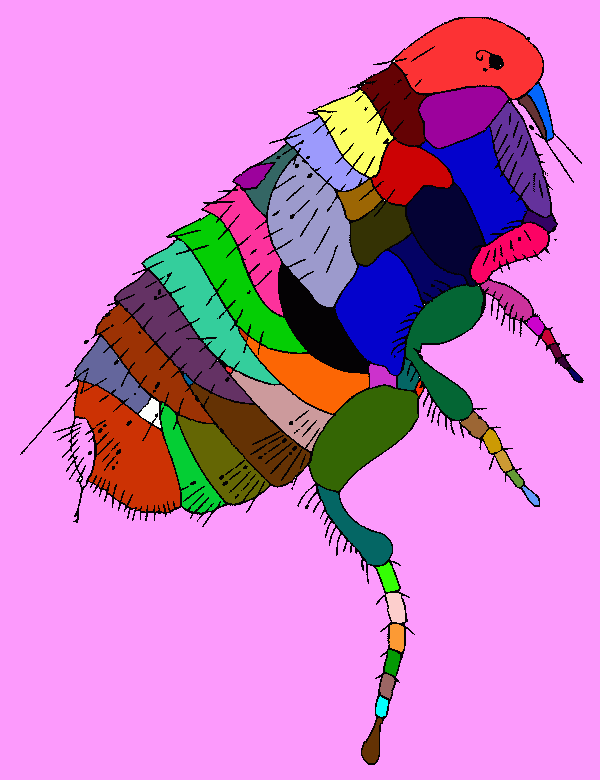 una pulga para colorear