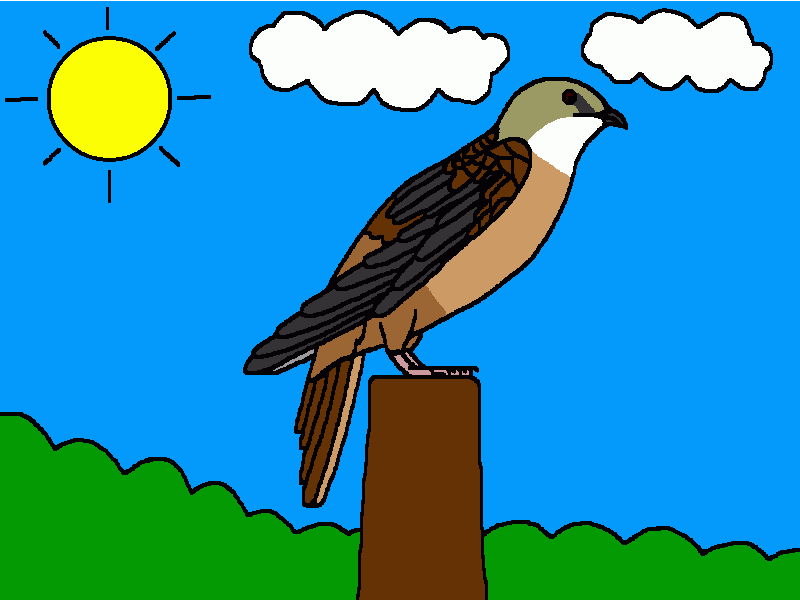 vencejo de Vaux para colorear