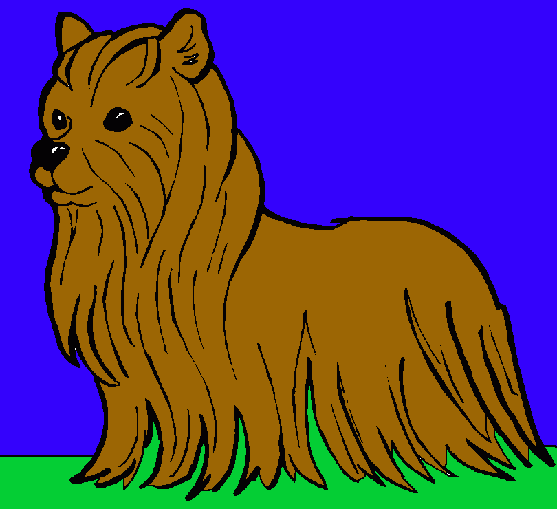 yorkshire para colorear
