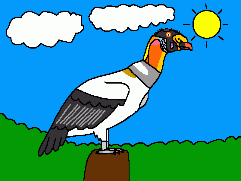 zopilote real para colorear