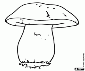 Colorear Boletus edulis, una seta