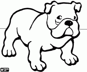 Colorear Bulldog - Bulldog inglés