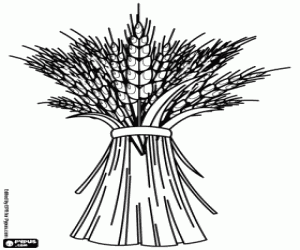 Colorear La cosecha de los cereales, el trigo