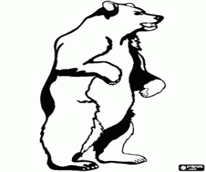 Colorear Un enorme oso pardo en pie