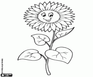 Colorear Girasol