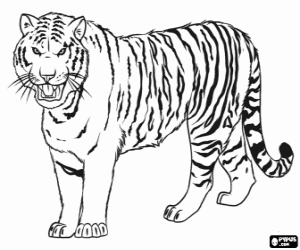 Colorear El gran tigre siberiano