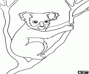 Colorear Koala, un marsupial de Australia
