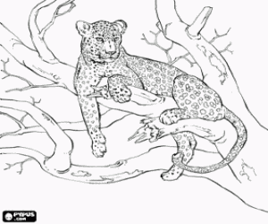 Colorear Un leopardo sobre el árbol
