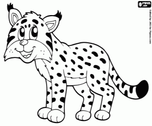 Colorear Lince, felino
