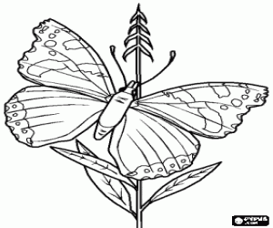 Colorear Una mariposa sobre una planta