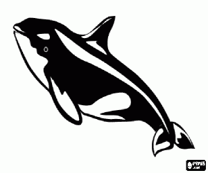Colorear Orca, un cetáceo