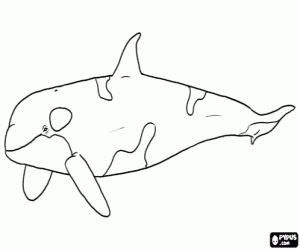 Colorear Una orca, un mamífero marino