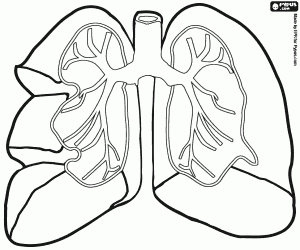 Colorear Pulmones, sistema respiratorio