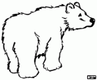 Oso polar
