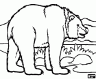 Oso en el paisaje