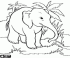 Elefante en la selva