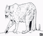 Puma, león de montaña o pantera, un gran felino solitario