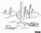 Desierto de Sonora con los famosos cactus saguaro, un escorpión y una serpiente