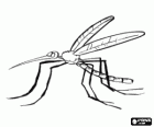 Mosquito con sus largas patas y su boca en forma de trompa 