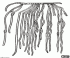Quipu, conjunto de varias cuerdas colgantes con nudos que se usó como un sistema de contabilidad por parte de los sabios de los antiguos incas