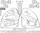 Día Mundial de la Tuberculosis, 24 de marzo. Los pulmones