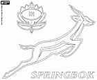 Logo del equipo nacional de rugby de Sudáfrica, los springboks. Emblema, el springbok y la protea
