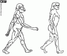 Una de las etapas en la evolución del hombre