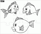 Puzzle de un grupo de peces con una gran sonrisa