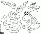 Algunos animales y plantas del estanque, un nenúfar, un sapo, una rana dentro del agua y dos renacuajos