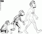 Las tres primeras etapas de la evolución humana: primate homínido, Australopithecus y Homo erectus