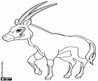Órice de El Cabo, un gran antílope, Oryx gazella. Una de las especies de antílope africano