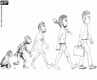 La evolución humana representada en cinco etapas desde el primate homínido hasta el hombre actual, pasando por el primer homínido bípedo, el homo erectus y el homo sapiens arcaico