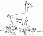 El guanaco es un animal de América del Sur que puede beber agua salada