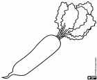 El rábano daikon o rábano blanco es una raíz típica oriental. Su nombre científico es Raphanus sativus var. longipinnatus