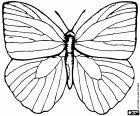 Un dibujo para colorear de una mariposa de cuatro alas 