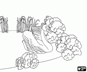 Colorear Se ha convertido en un cisne