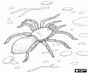Colorear Una tarantula peluda