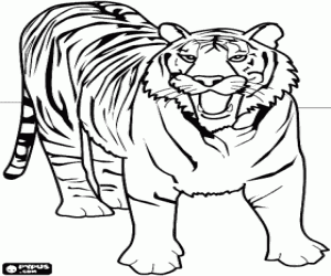 Colorear Tigre