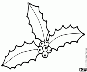 Colorear Tres hojas de acebo con frutos