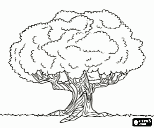 Colorear Viejo roble